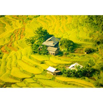 Lais Puzzle - Schöne Landschaft mit Reisterrassen in Hoang Su Phi, Provinz Ha Giang in Vietnam. Reifende Reisfelder im Hochland im Nordwesten - 1.000 Teile