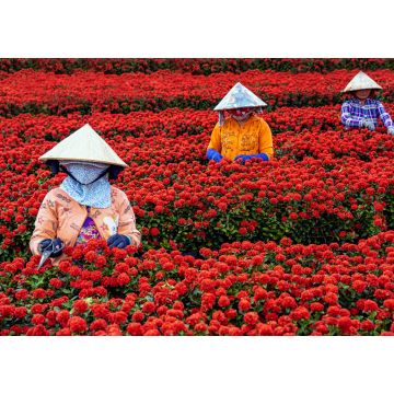 Lais Puzzle - Gruppe vietnamesischer Bauern bei der Arbeit im Garten mit roten Blumen in Sadec, Provinz Dong Thap, Vietnam - 1.000 Teile