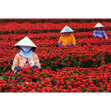 Lais Puzzle - Gruppe vietnamesischer Bauern bei der Arbeit im Garten mit roten Blumen in Sadec, Provinz Dong Thap, Vietnam - 2.000 Teile