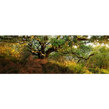 Lais Puzzle - Atemberaubende Ansicht des schottischen Regenwaldes. Mächtige Bäume, Moos, Pflanzen, Farn Nahaufnahme. Crinan Canal, Argyll und Bute, Schottland, Großbritannien. Dunkle stimmungsvolle Landschaft. Reiseziele, Tourismus, Natur, Panorama - 1...