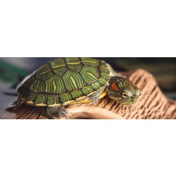 Lais Puzzle - Kleine Schildkröte auf braunem Stein, Panorama - 1.000 Teile