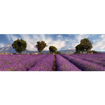 Lais Puzzle - Lavendelfeld in der Provence, Panorama - 1.000 Teile