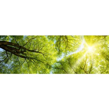 Lais Puzzle - Sonne leuchtet durch Baumkronen, Panorama - 1.000 Teile