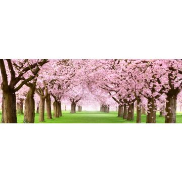 Lais Puzzle - Kirschblüten, Panorama - 1.000 Teile