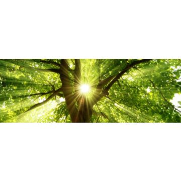 Lais Puzzle - Sonnenstrahlen durch Baum, Panorama - 1.000 Teile