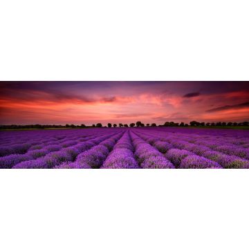 Lais Puzzle - Atemberaubende Landschaft mit Lavendelfeld bei Sonnenuntergang, Panorama - 1.000 Teile