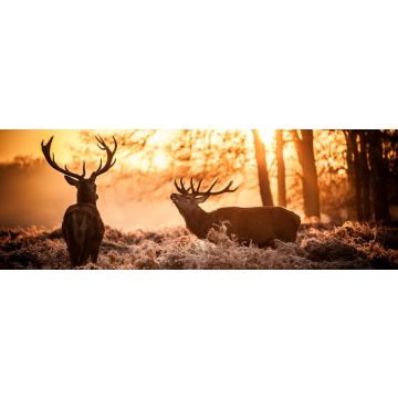 Lais Puzzle - Rothirsch in der Morgensonne, Panorama - 1.000 Teile