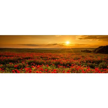 Lais Puzzle - Mohnfeld bei Sonnenuntergang, Panorama - 1.000 Teile