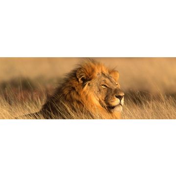 Lais Puzzle - großer männlicher Löwe, Panorama - 1.000 Teile