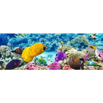 Lais Puzzle - Unterwasserwelt mit Korallen und tropischen Fischen, Queensland, Australien, Panorama - 1.000 Teile