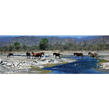 Lais Puzzle - Blick auf Wildpferde im Valle Fértil, San Juan, Argentinien, Panorama - 1.000 Teile