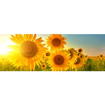 Lais Puzzle - Sonnenblumen, Panorama - 1.000 Teile