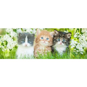 Lais Puzzle - Drei kleine Katzen sitzen nahe weißen Blumen, Panorama - 1.000 Teile