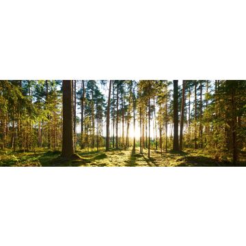 Lais Puzzle - Sonnenaufgang im Kiefernwald, Panorama - 1.000 Teile