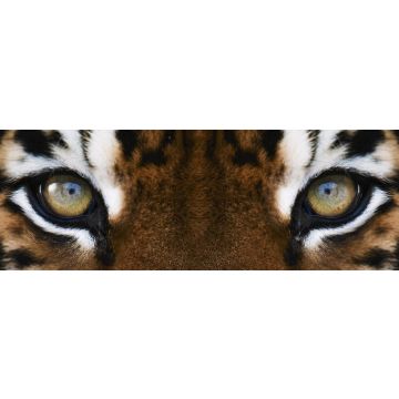 Lais Puzzle - Tiger, Panorama - 1.000 Teile