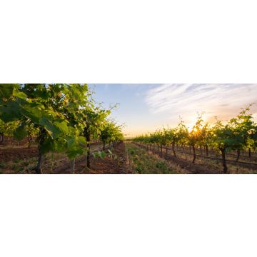 Lais Puzzle - Weingut Hunter Valley, Australien, Panorama - 1.000 Teile