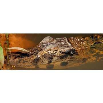 Lais Puzzle - Schwarzer Kaiman, Ecuador, Panorama - 1.000 Teile
