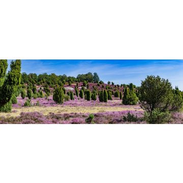 Lais Puzzle - Lüneburger Heide in Deutschland, Panorama - 1.000 Teile