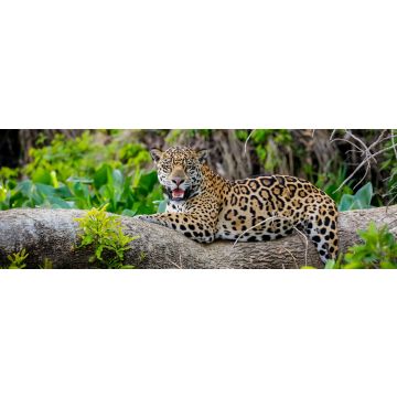 Lais Puzzle - Prächtiger Jaguar, der sich auf einem Baumstamm am Flussufer ausruht, Blick in die Kamera, Pantanal Wetlands, Mato Grosso, Brasilien, Panorama - 1.000 Teile