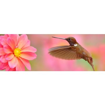 Lais Puzzle - Vogel mit rosa Blume. Kolibri Brown Inca, Coeligena wilsoni, fliegt neben schöner rosa Blüte, Kolumbien, Panorama - 1.000 Teile