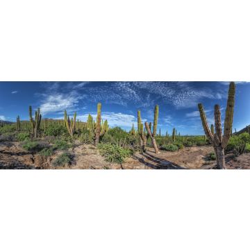 Lais Puzzle - Baja California Sur Riesenkaktus in der Wüste, Mexiko, Panorama - 1.000 Teile