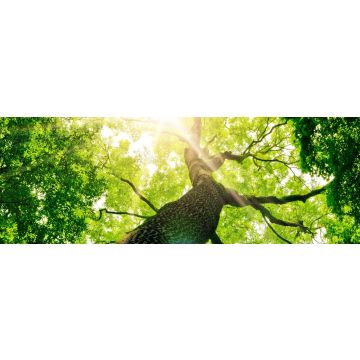 Lais Puzzle - Baum von unten, Panorama - 1.000 Teile