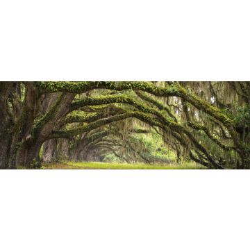 Lais Puzzle - Eichenallee Charleston SC Plantage Eichenwald, Panorama - 1.000 Teile
