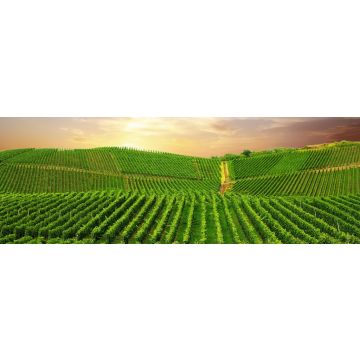 Lais Puzzle - Ansicht eines Weinbergs in der Pfalz, Deutschland, Panorama - 1.000 Teile