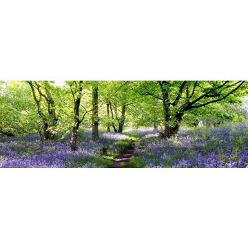 Lais Puzzle - Blaue Glocken Wald, Panorama - 1.000 Teile