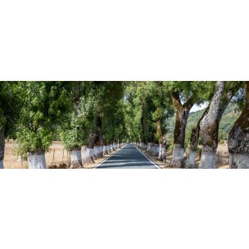 Lais Puzzle - Baumtunnel auf der Straße, Marvao, Alentejo, Portugal, Panorama - 1.000 Teile