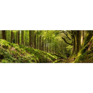 Lais Puzzle - Schöne grüne Bäume, die sich in einem kleinen Fluss spiegeln, der durch den Wald fließt. Frühlingslandschaft in Russeltown Wood, Grafschaft Wicklow, Irland, Panorama - 1.000 Teile