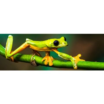 Lais Puzzle - Gleitender Laubfrosch (Agalychnis spurrelli) ist eine Froschart aus der Familie der Hylidae, Kolumbien, Panorama - 1.000 Teile