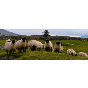 Lais Puzzle - Schafherde im Connemara-Nationalpark, Grafschaft Galway, Irland, Panorama - 1.000 Teile