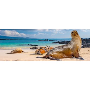 Lais Puzzle - Robben, Galapagos-Inseln, Ecuador, Panorama - 1.000 Teile