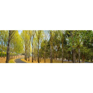 Lais Puzzle - Englische Bäume und Boden mit Herbstlaub bedeckt, Yarra Valley, Tarrawarra, Melbourne, Australien, Panorama - 1.000 Teile