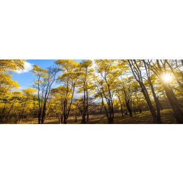 Lais Puzzle - Bäume von Guayacán Ecuador, Panorama - 1.000 Teile