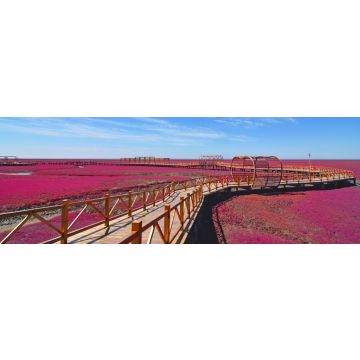 Lais Puzzle - Panjin roter Strand, Liaoning, China, Panorama - 1.000 Teile