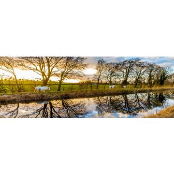 Lais Puzzle - Pferde auf dem Grand Canal, Irland, Panorama - 1.000 Teile