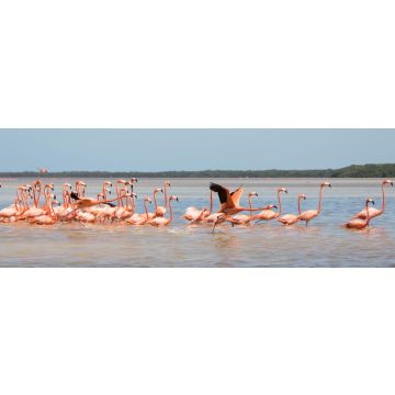 Lais Puzzle - Flamingos, Vögel, Celestun, Wasser, Yucatan, Mexiko, Panorama - 1.000 Teile