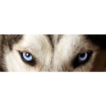 Lais Puzzle - Eskimohund, Panorama - 1.000 Teile