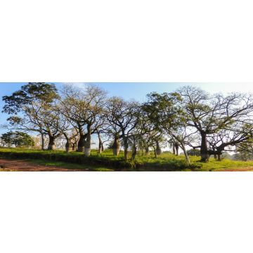 Lais Puzzle - Schöne Seidenraupenbäume im Juan Domingo Peron Park (Paso de los libres, Argentinien), Panorama - 1.000 Teile