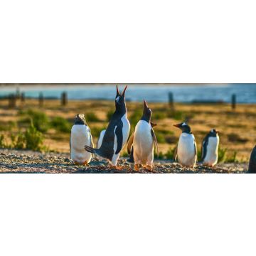 Lais Puzzle - Die Pinguinkolonie auf der Insel im Beagle-Kanal. Argentinisches Patagonien. Ushuaia, Panorama - 1.000 Teile