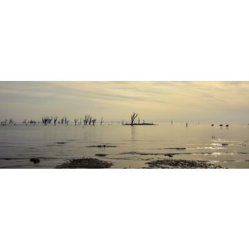Lais Puzzle - Sonniger Nachmittag in Miramar, Cordoba, Argentinien, mit Flamingos und versteinerten kahlen Bäumen in der Landschaft, Panorama - 1.000 Teile