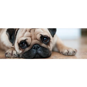 Lais Puzzle - Mops, Panorama - 1.000 Teile