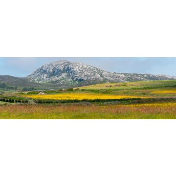 Lais Puzzle - Holyhead Mountain, (der walisische Name ist Mynydd Twr) über den Feldern mit Butterblumen und Wildblumen. In Holyhead Anglesey Nordwales, Panorama - 1.000 Teile