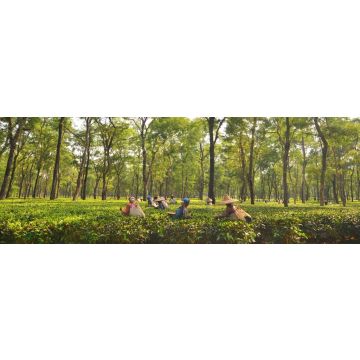 Lais Puzzle - Teegartenarbeiterinnen pflücken Teeblätter in Assam - Indien, Panorama - 1.000 Teile