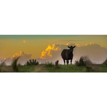 Lais Puzzle - Pampa-Landschaft, La Pampa, Argentinien, Panorama - 1.000 Teile