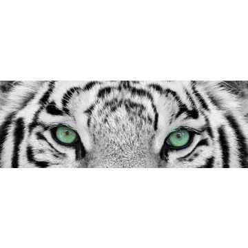 Lais Puzzle - Weißer Tiger, Panorama - 1.000 Teile