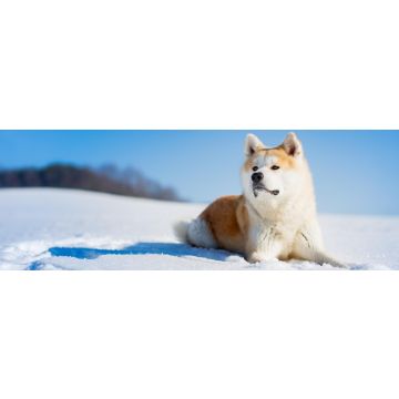 Lais Puzzle - Akita Inu, Panorama - 1.000 Teile