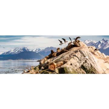 Lais Puzzle - Seelöwen und Albatrosse auf der Insel im Beagle-Kanal bei Ushuaia. Argentinien, Panorama - 1.000 Teile